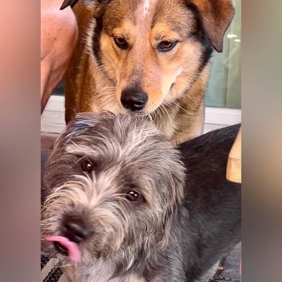 Meet Pam! - Picture 2 of 2